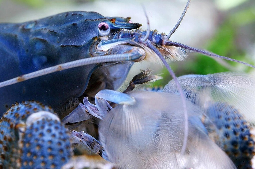Blauwe Afrikaanse Waaierhand garnalen "Atya gabonensis", Kreeft, Krab of Garnaal, Zoetwatervis, Schoolvis