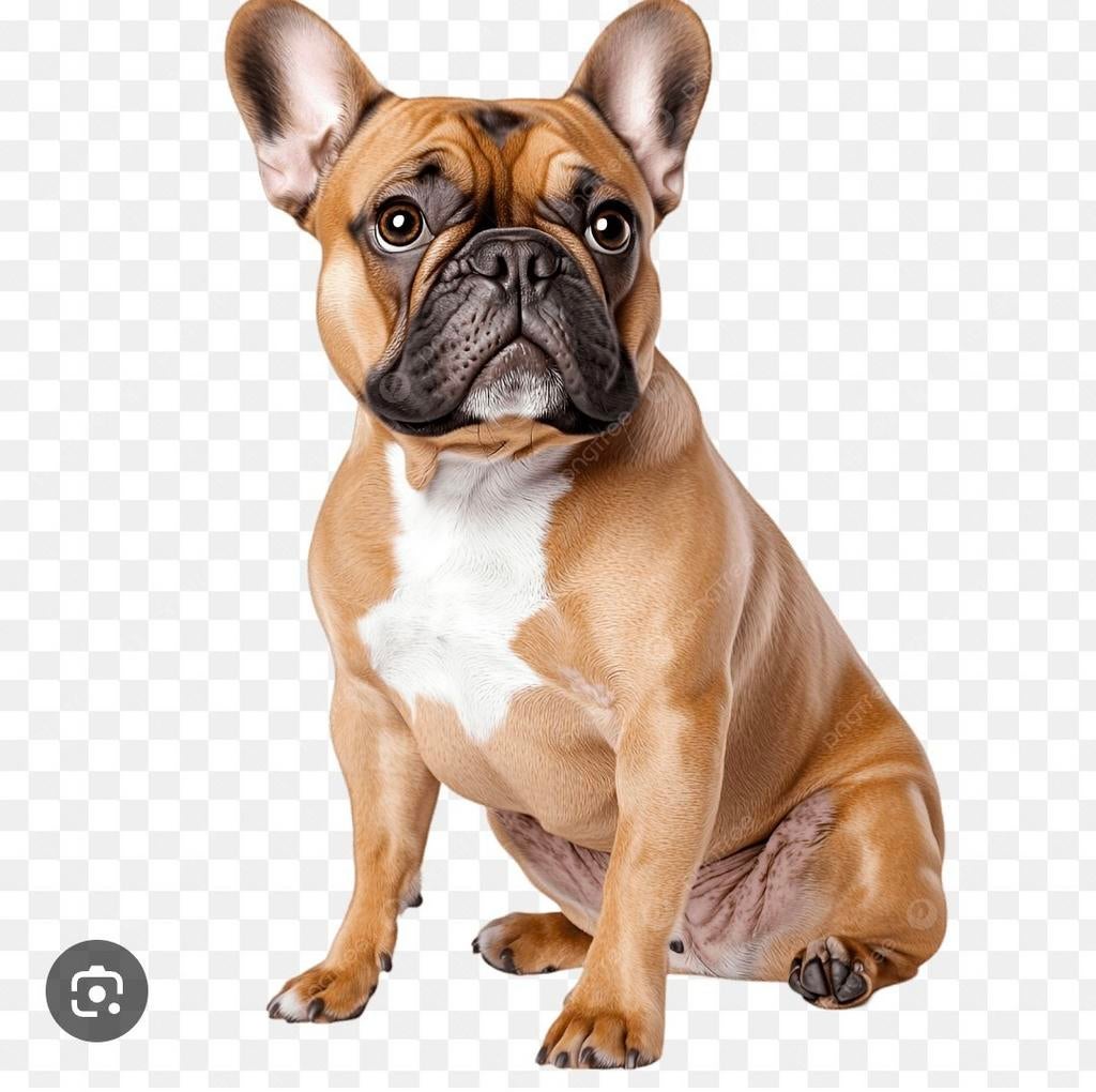 Gezocht: Lieve Franse Bulldog teef (1-3 jaar), Ophalen, Hond