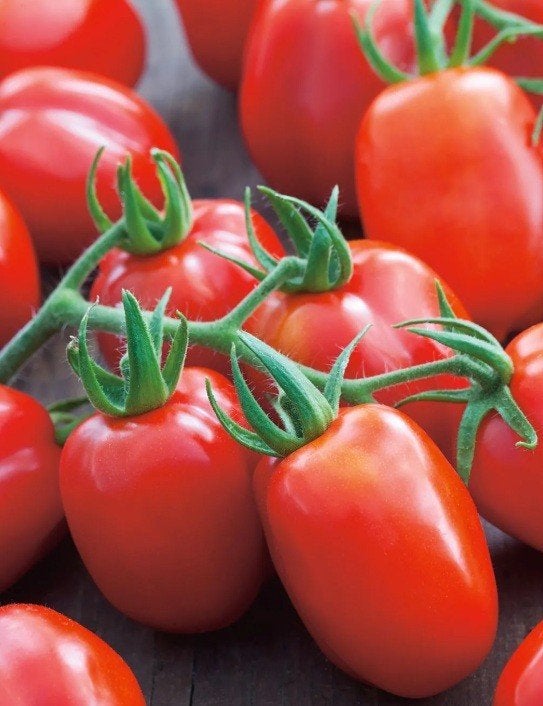 Tomatenplanten | Soort: Roma | Heerlijke tomaat | BIO, Tuin en Terras, Planten | Tuinplanten, Ophalen, Volle zon, Groenteplanten