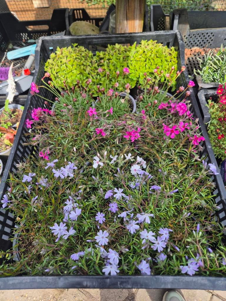 Vaste planten, Ophalen, Overige soorten, Halfschaduw