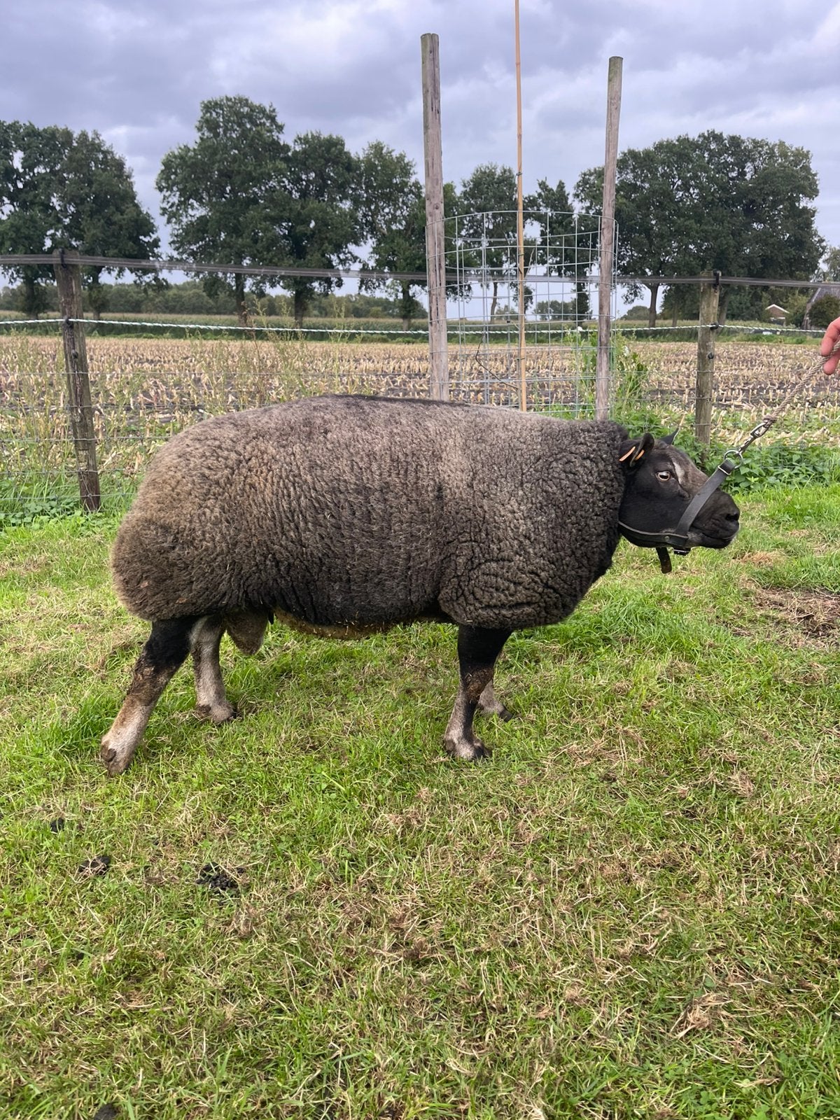 2,5 jarige, bewezen Stamboek Dassenkop Texelaar Dekram, Mannelijk, Schaap, 0 tot 2 jaar
