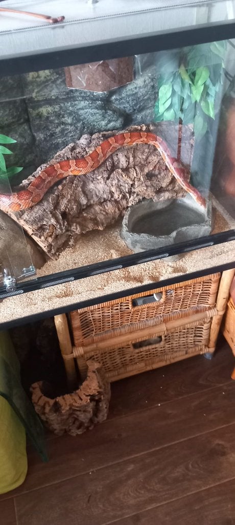 2 rattenslangen vrouw 1x snowcorn 1x rode ratteslang Rat Snake - female for sale from jan
