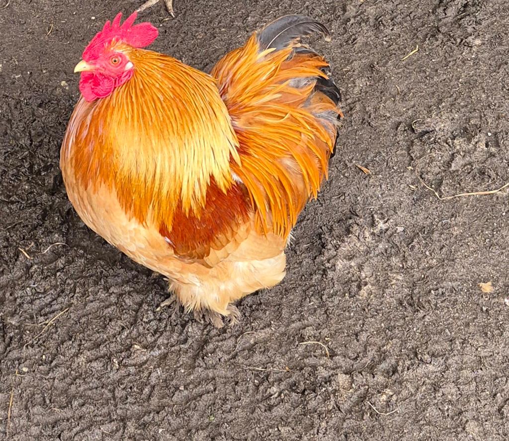 Mooie cochin haan, Dieren en Toebehoren, Pluimvee, Mannelijk, Kip
