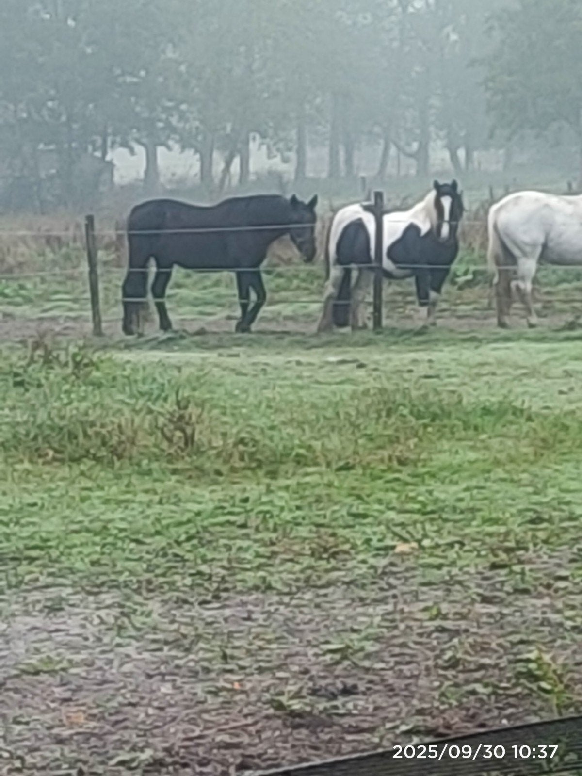 Lease paarden en Pony's