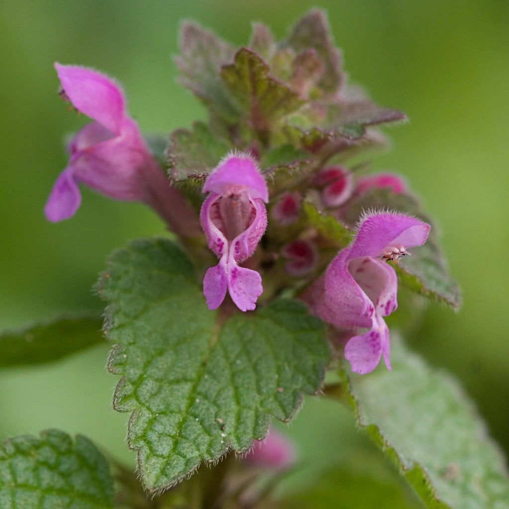 Zaden paarse dovenetel (Lamium purpureum) - inheems, Ophalen of Verzenden, Najaar, Volle zon, Zaad