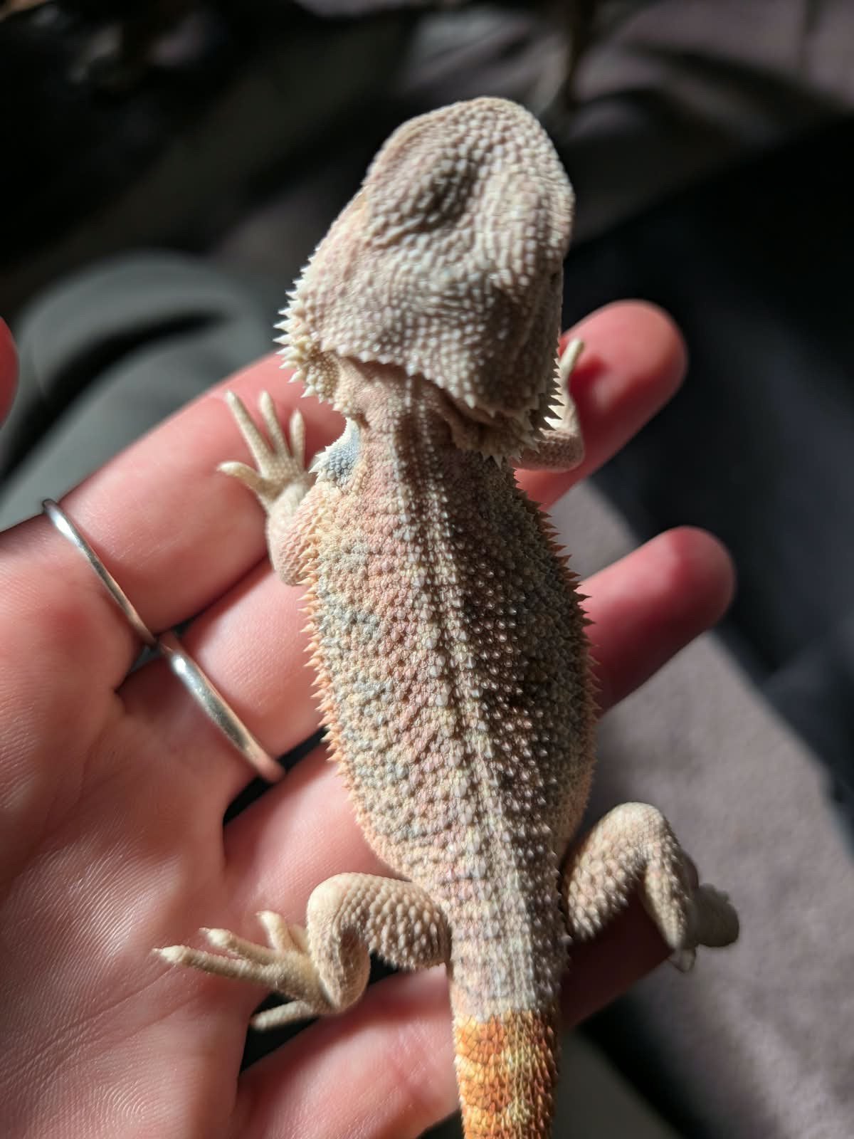 Baardagaam ( Pagona Vitticeps ) Bearded Dragon photo 11