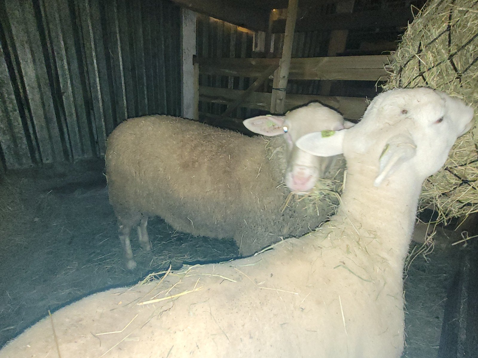 Dekram, Dieren en Toebehoren, Meerdere dieren, Schaap