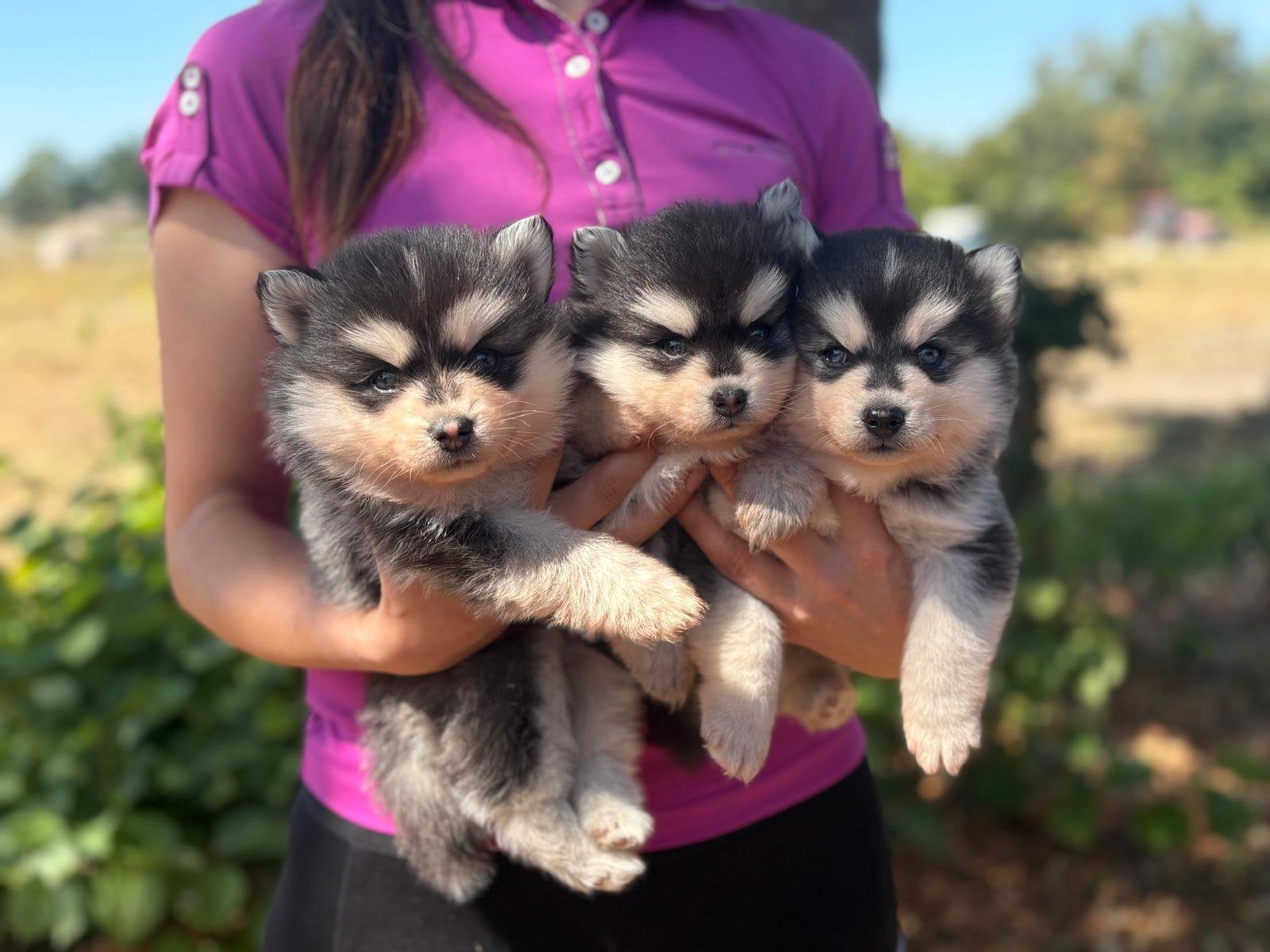 Pomsky puppy’s ️, Dieren en Toebehoren, Honden | Niet-rashonden, Parvo, 8 tot 15 weken, Meerdere, Meerdere dieren