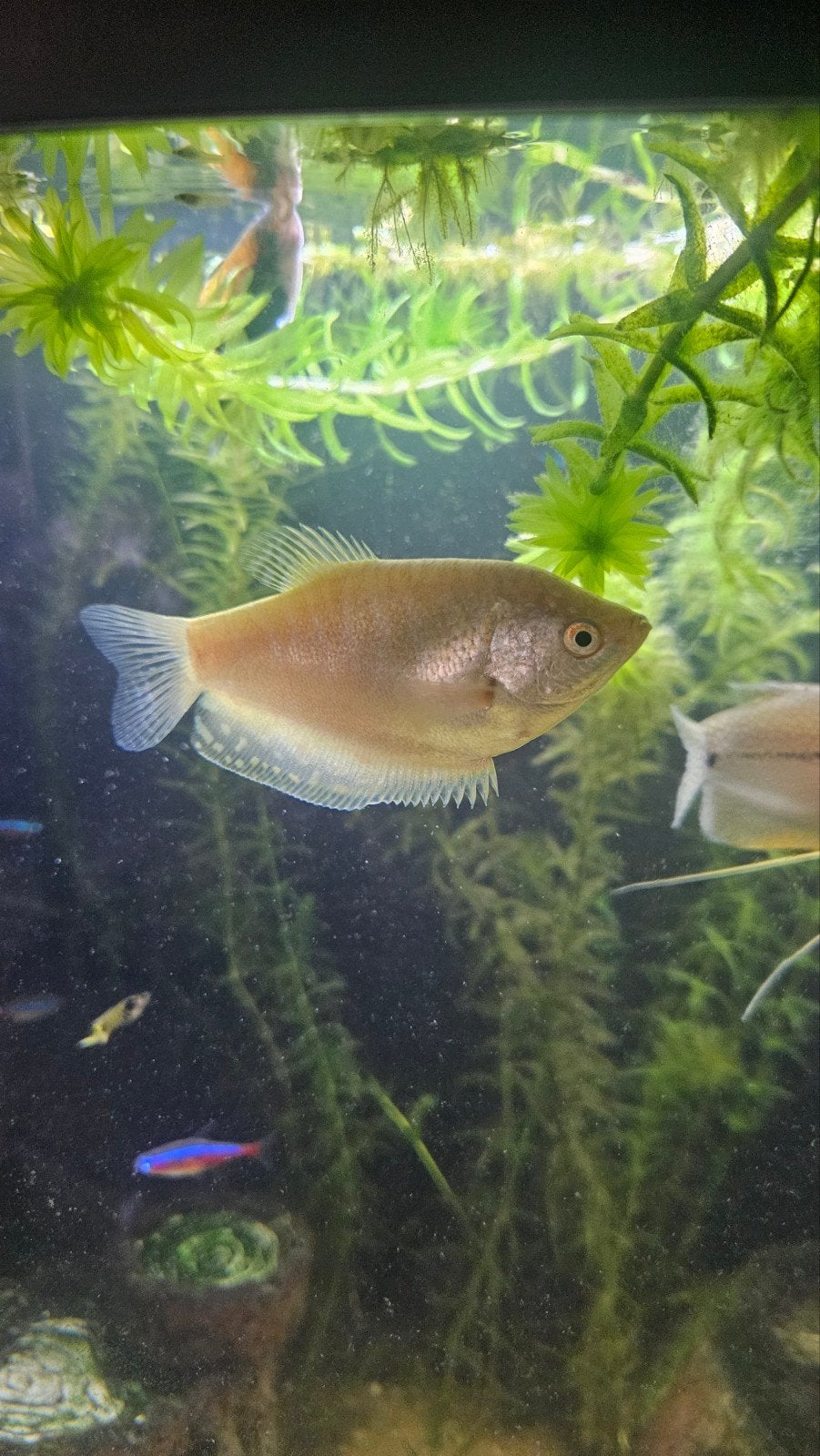 Gouramis, Dieren en Toebehoren, Vis
