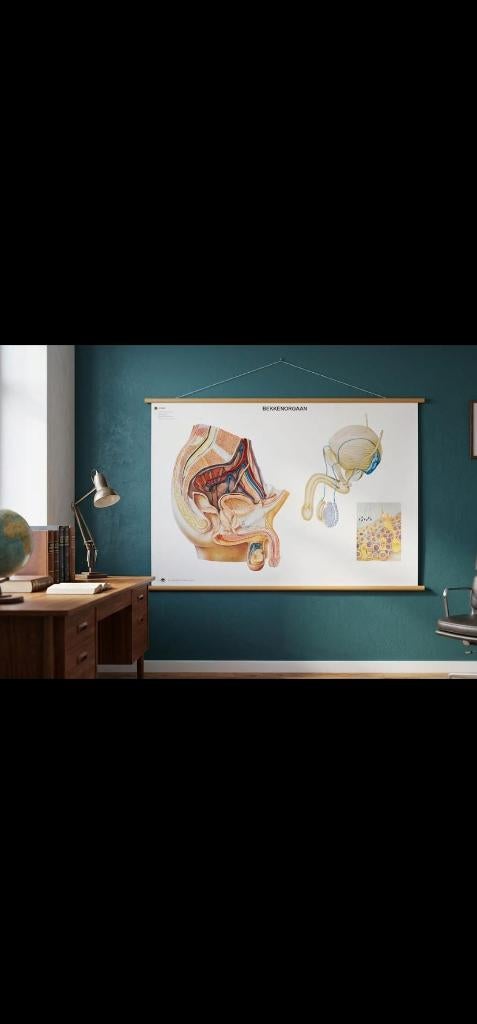 Anatomische schoolplaat mannelijke anatomie – 120x80 cm, Antiek en Kunst, Antiek | Schoolplaten, Ophalen of Verzenden, Natuur en Biologie