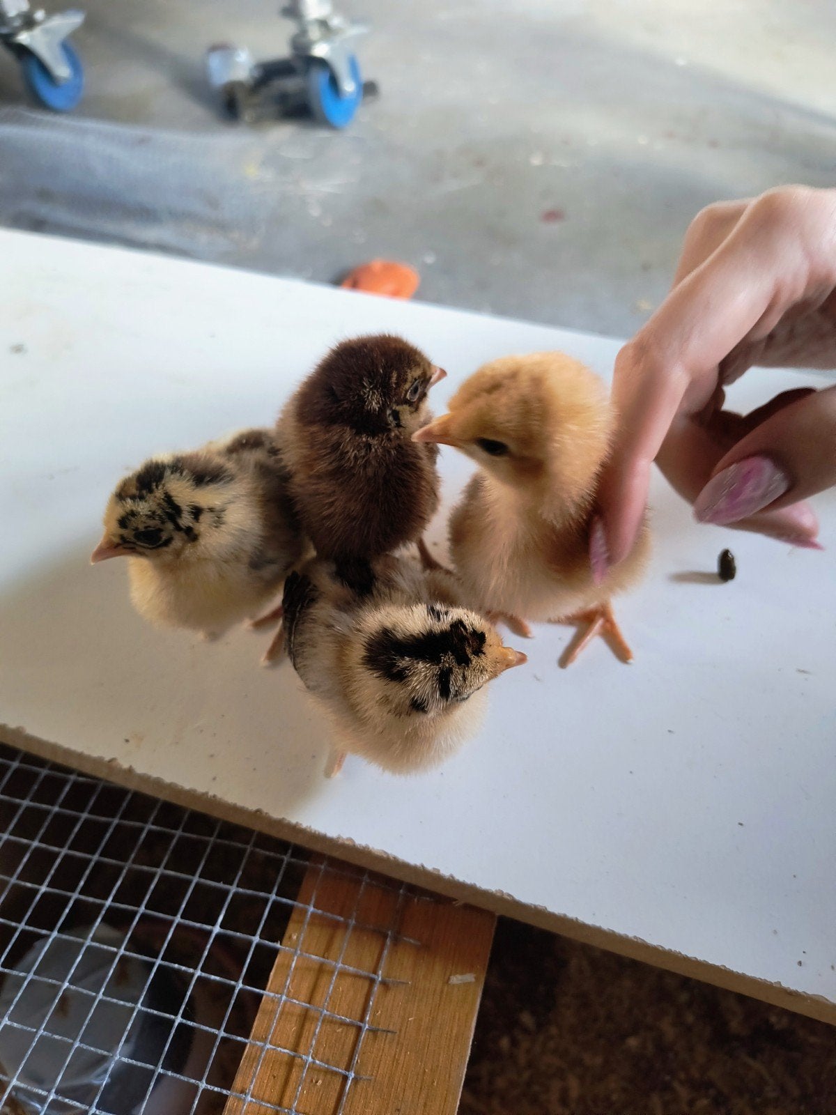 Kuikens van goudpel hoen, Dieren en Toebehoren, Pluimvee, Geslacht onbekend, Kip