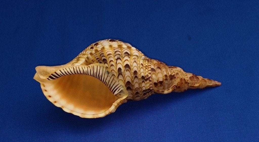 Schelpen,, Ophalen of Verzenden, Schelp(en)