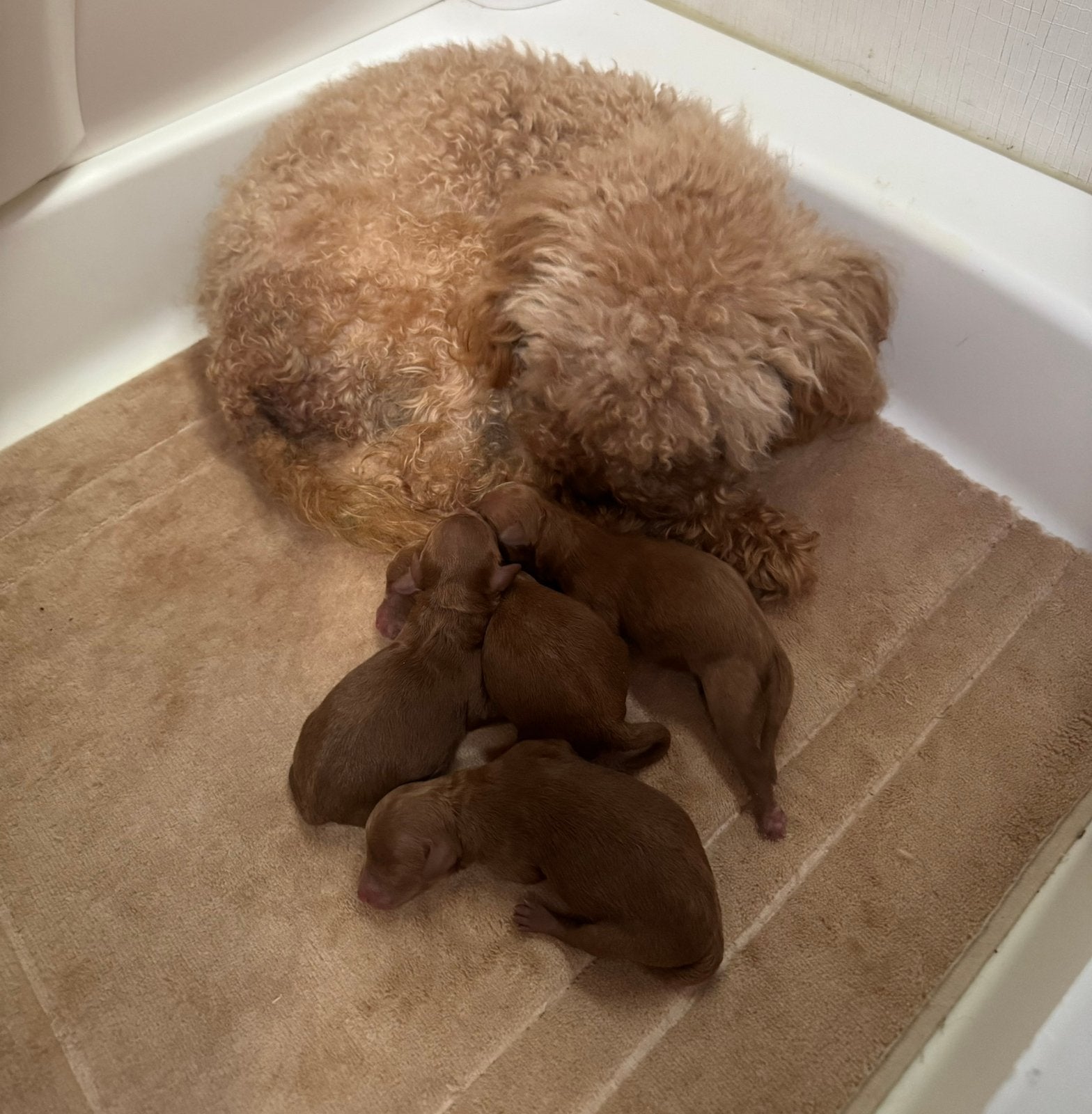 Toy poedel pups, Dieren en Toebehoren, Poedel, Meerdere, Meerdere dieren, Nederland