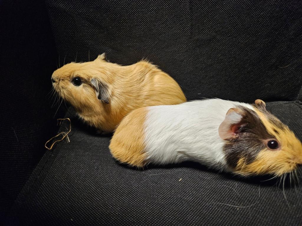 Schattige jonge cavia's, Cavia, Mannelijk, Mei, Tam