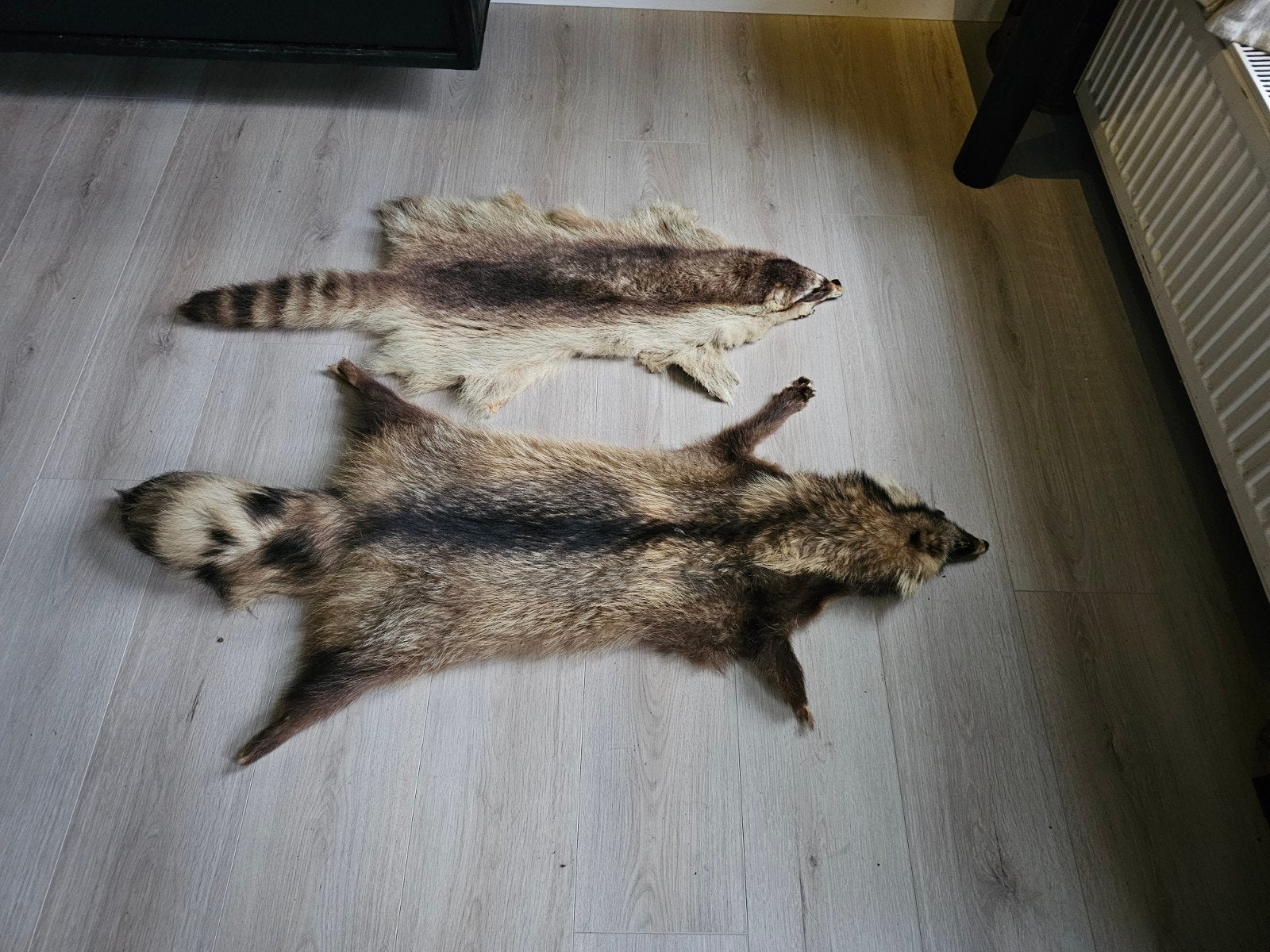 huiden wasbeer en wasbeerhond, tanuki taxidermie schedel, Ophalen of Verzenden, Zo goed als nieuw, Wild dier, Overige typen