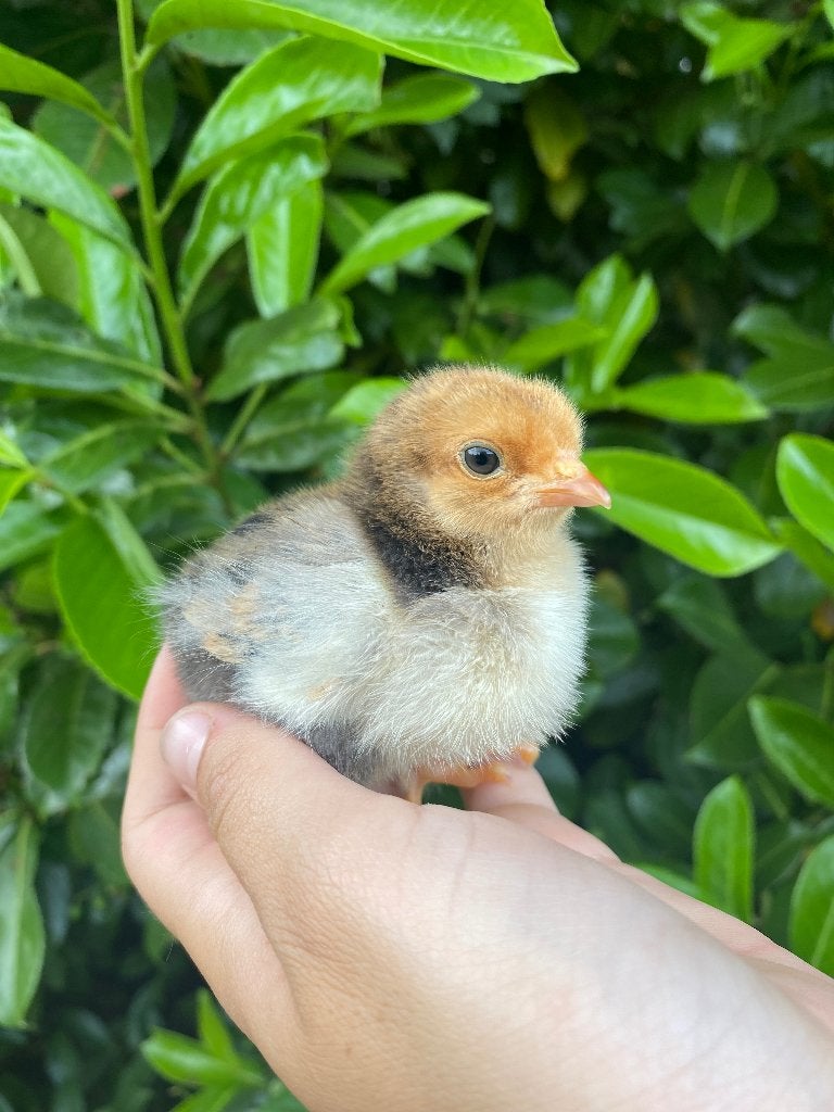 Grote Brahma kuikens, Dieren en Toebehoren, Pluimvee, Geslacht onbekend, Kip