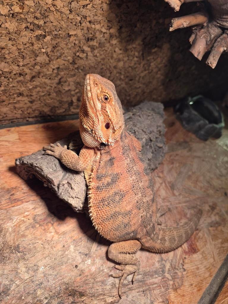 Baardagaam te koop Inclusief accessoires en terrarium, Hagedis, 0 tot 2 jaar