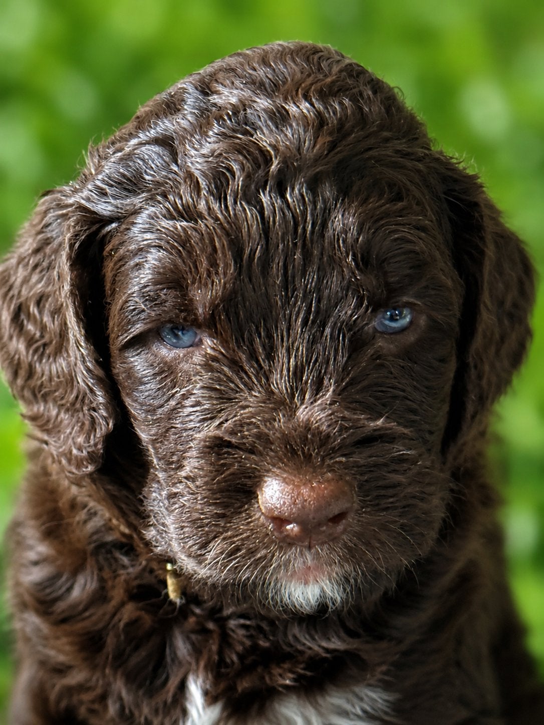 Aussiedoodle pups geboren te bezichtigen vanaf 13 juni, Parvo, 8 tot 15 weken, Meerdere, Meerdere dieren
