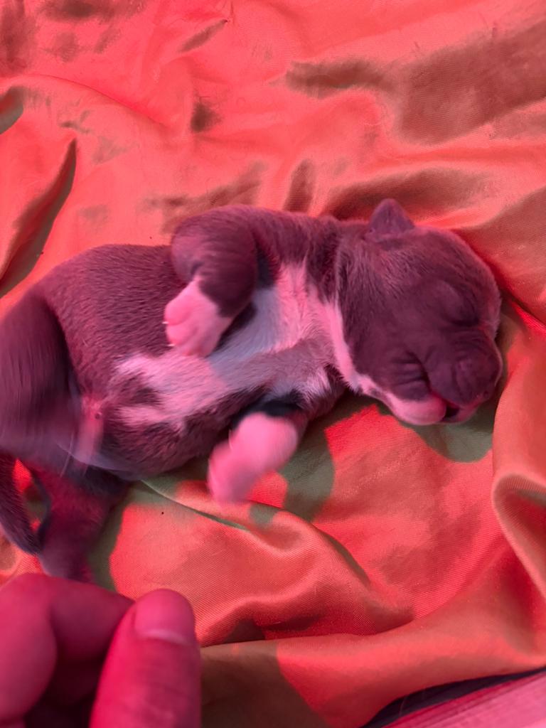 Pocket bully pup geboren 13 mei 2 teefjes, Dieren en Toebehoren, Overige rassen, 8 tot 15 weken, Teef, Meerdere