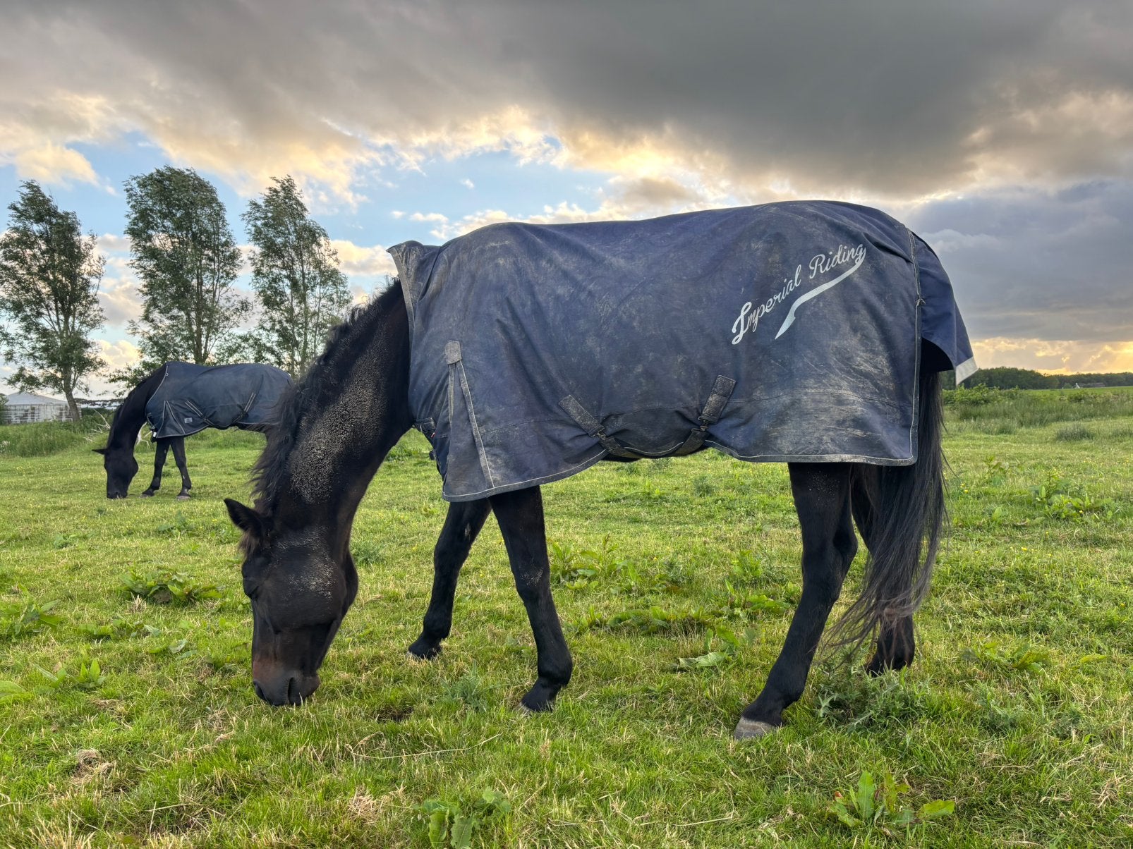 Imperial riding deken 100 gram maat 175, Dieren en Toebehoren, Paarden en Pony's | Dekens en Dekjes, Gebruikt, Deken, Full (L)