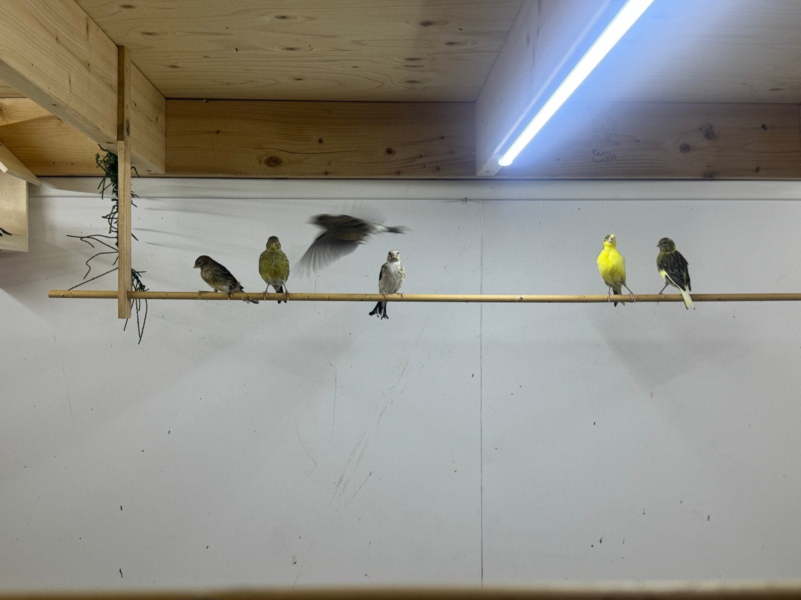 Mooie kanaries, van dit jaar en vorig jaar. Mannen en poppen, Dieren en Toebehoren