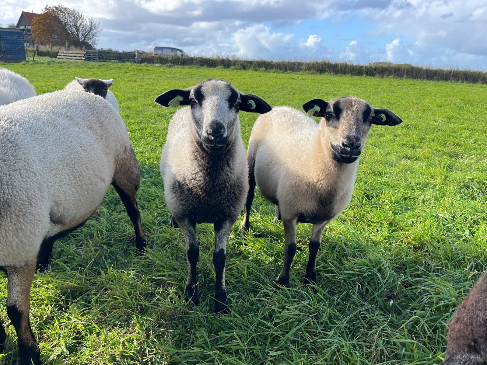 Maasduinen ooilammeren | zwoegervrij, Vrouwelijk, Schaap, 0 tot 2 jaar