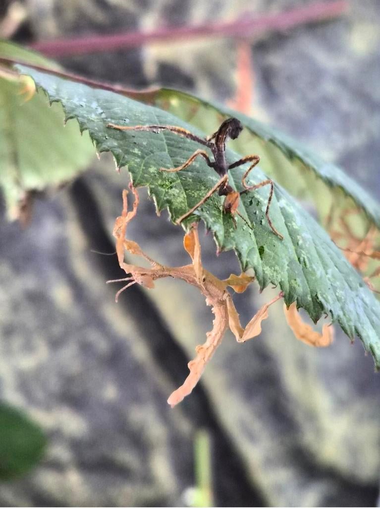 Australische flappentakken psg 9 wandelende takken, Dieren en Toebehoren, Insecten en Spinnen, Wandelende tak