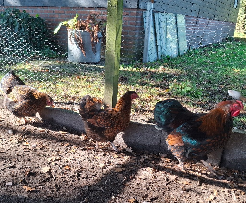 Wyandotte krielkippen, Dieren en Toebehoren, Ophalen, Overige typen