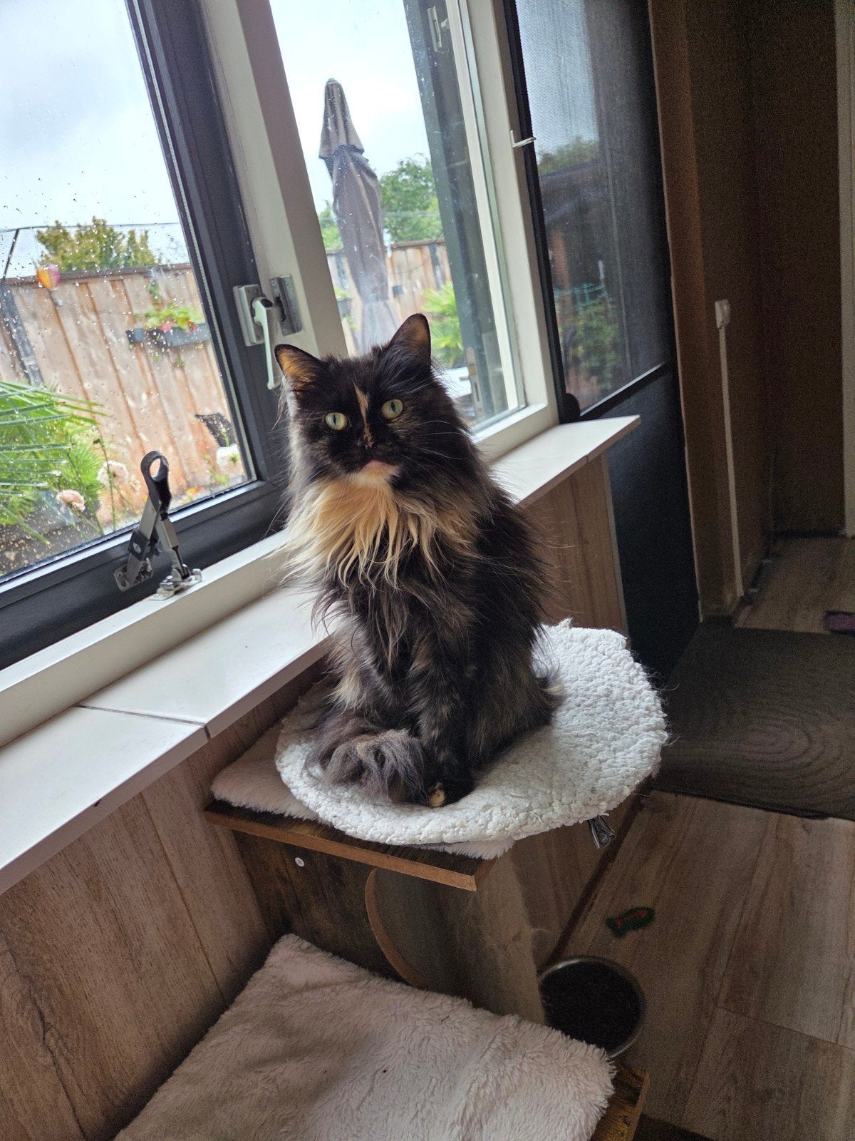 kruising pers/maincoon poes te koop, Dieren en Toebehoren, Katten en Kittens | Raskatten | Langhaar, Poes, 3 tot 5 jaar