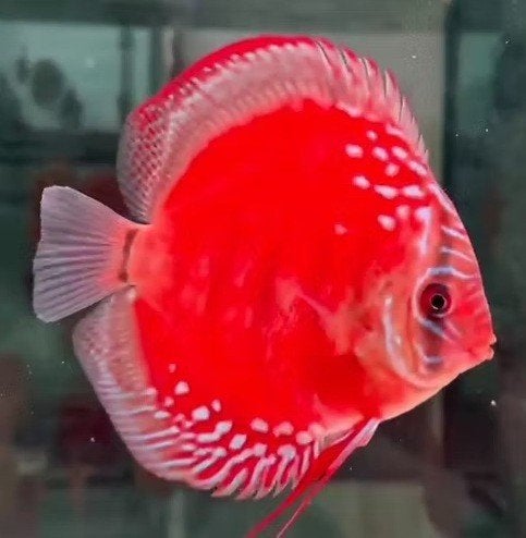 Discus Red Velvet Phoenix - ca 12cm - Koidream Valburg