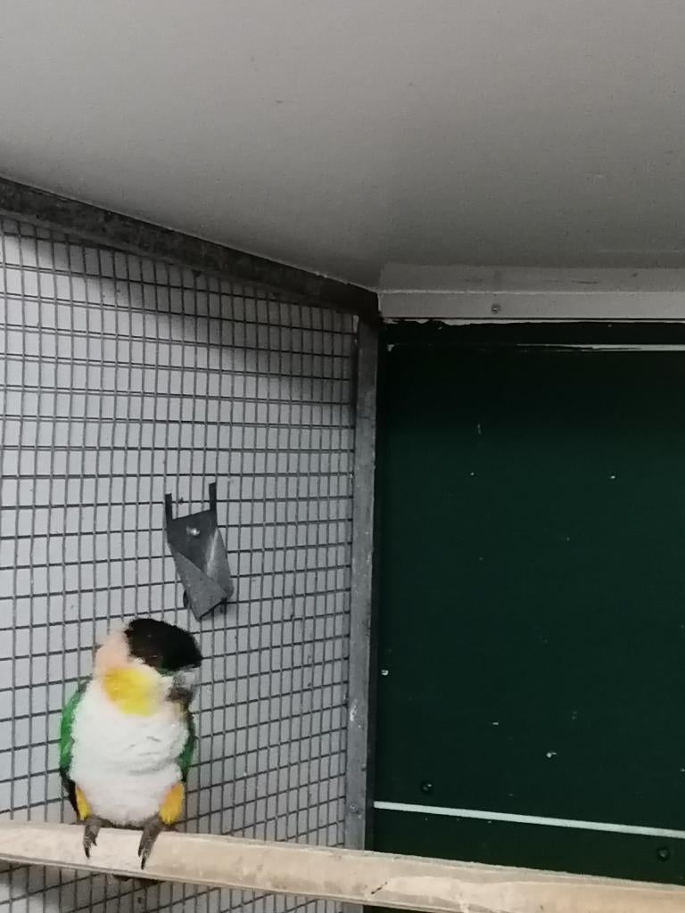 Zwartkop caique man, Dieren en Toebehoren, Mannelijk, Papegaai, Geringd