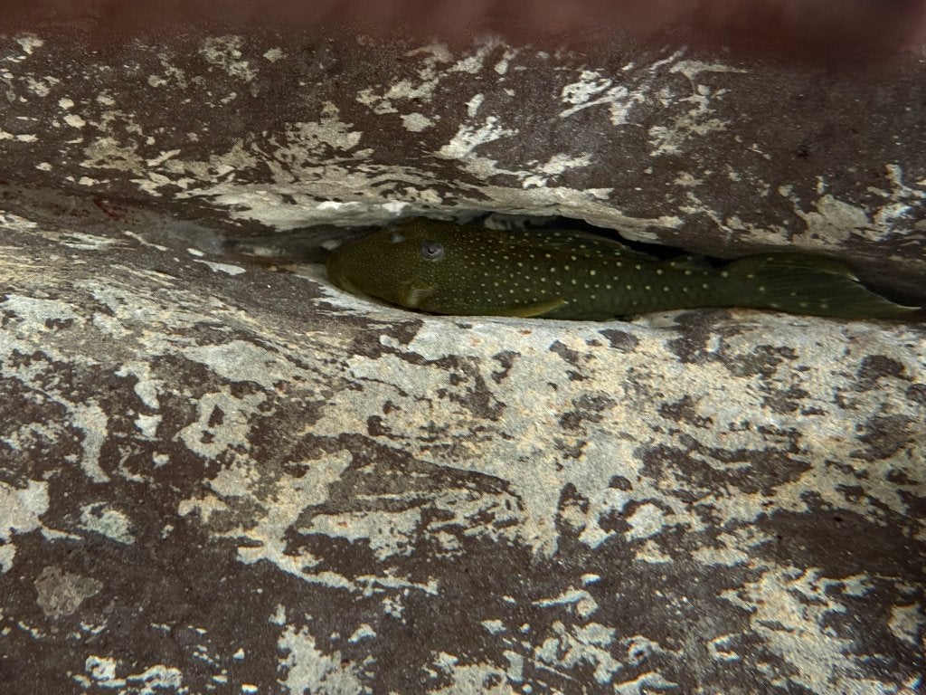 Blue phatom pleco, Dieren en Toebehoren, Vis, Zoetwatervis