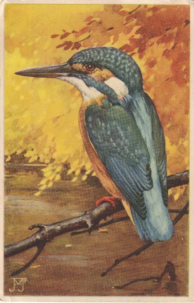 IJSVOGEL TEKN J VOERMAN UIT 1951 ZEER MOOIE KAART KO216, Verzamelen, Ansichtkaarten | Themakaarten, Ophalen of Verzenden, 1940 tot 1960