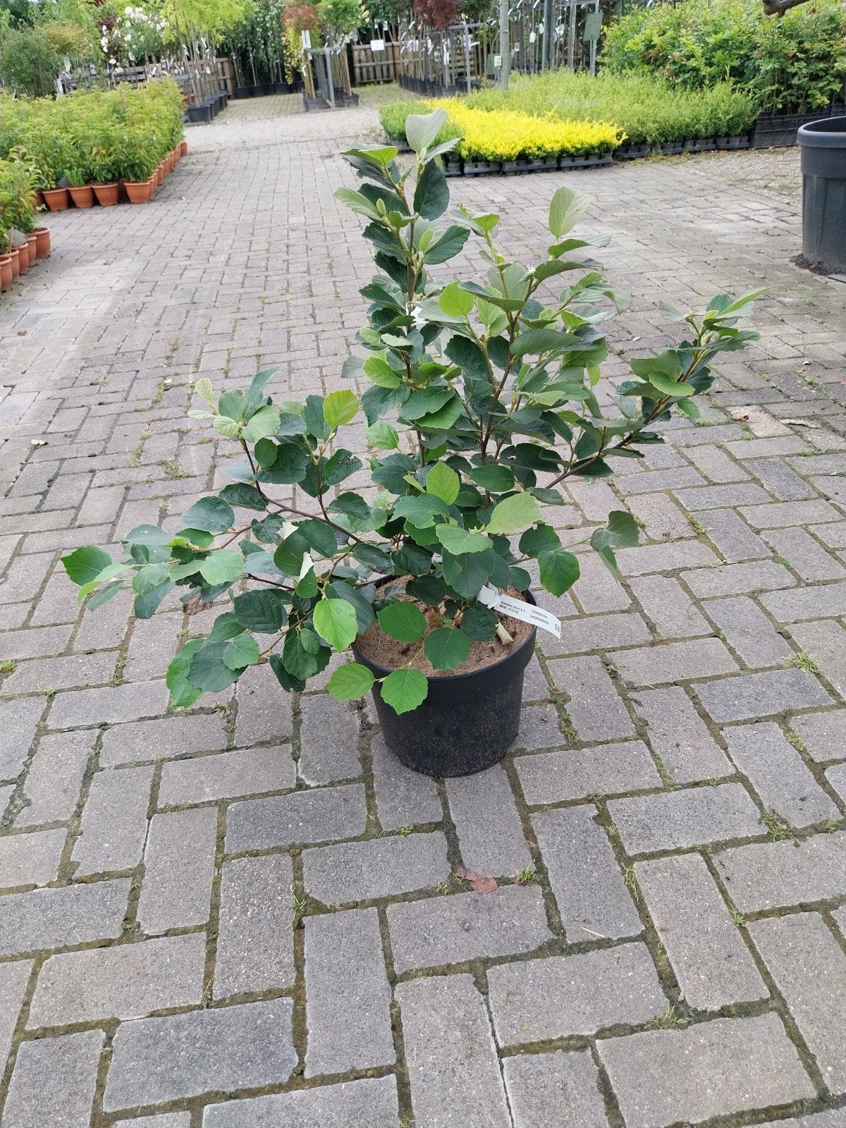 Fothergilla Major - Prachtige Heester voor uw Tuin, Tuin en Terras, Vaste plant, Halfschaduw, Lente, Ophalen