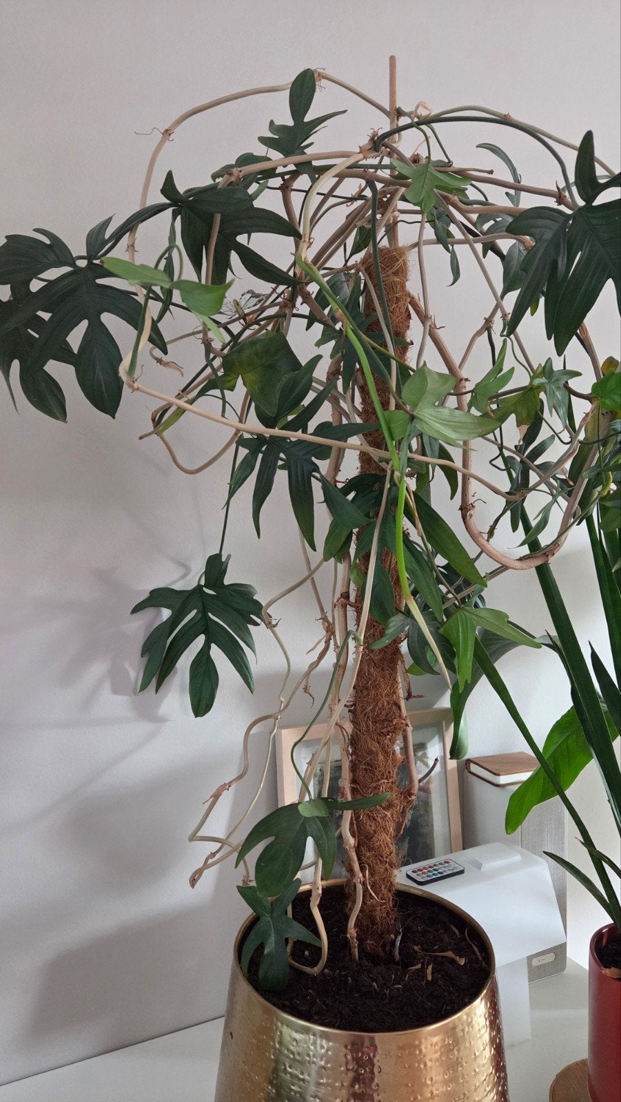 Grote Philodendron Pedatum op mosstok, 100 tot 150 cm, Overige soorten, In pot, Groene kamerplant