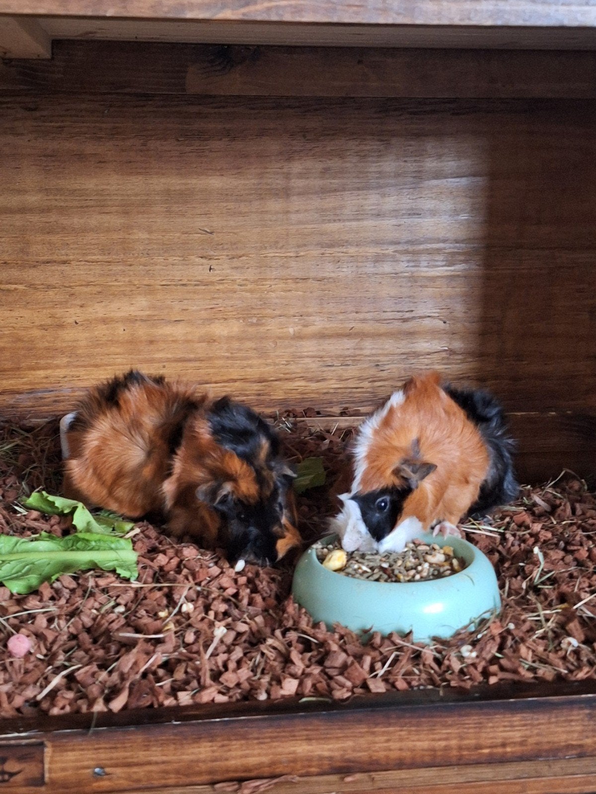 2 lieve caafjes te koop, Dieren en Toebehoren, Cavia, Mannelijk, Januari, Tam