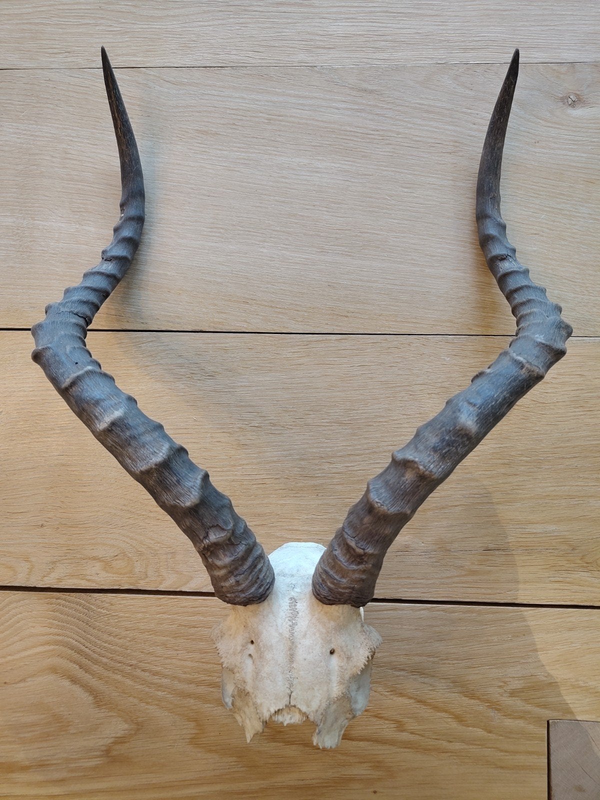 Schedel met hoorns - Decoratie, Ophalen, Zo goed als nieuw, Overige soorten, Schedel