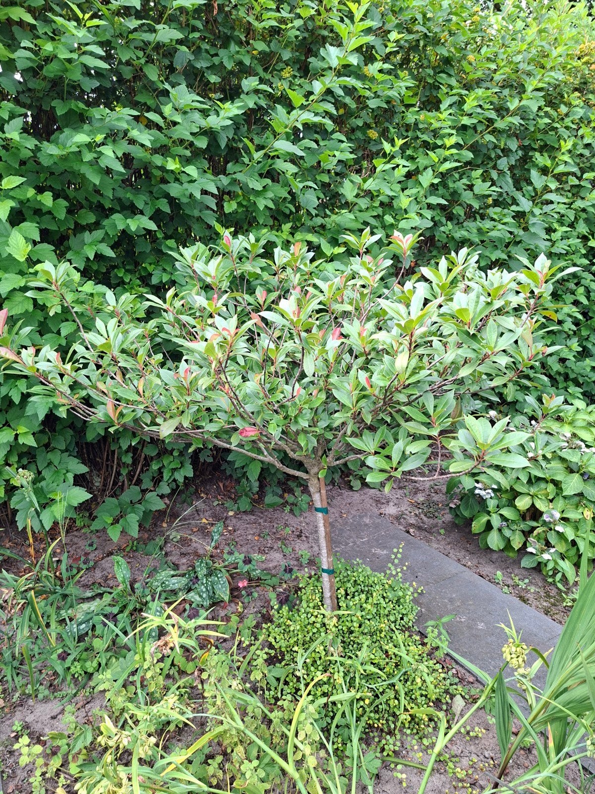 Red Robin op stam - 110 cm hoog, Volle zon, Vaste plant, Lente, Ophalen