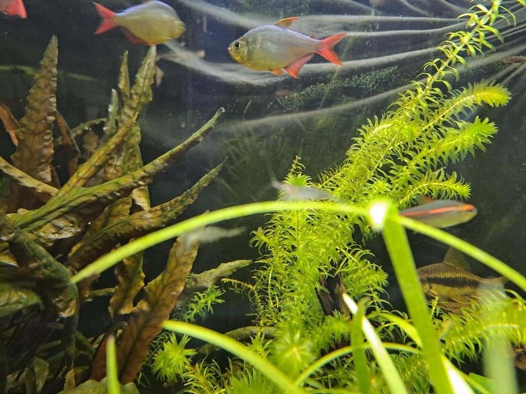 Mini/dwerg japonica garnslen te koop, Dieren en Toebehoren, Vissen | Aquariumvissen, Kreeft, Krab of Garnaal