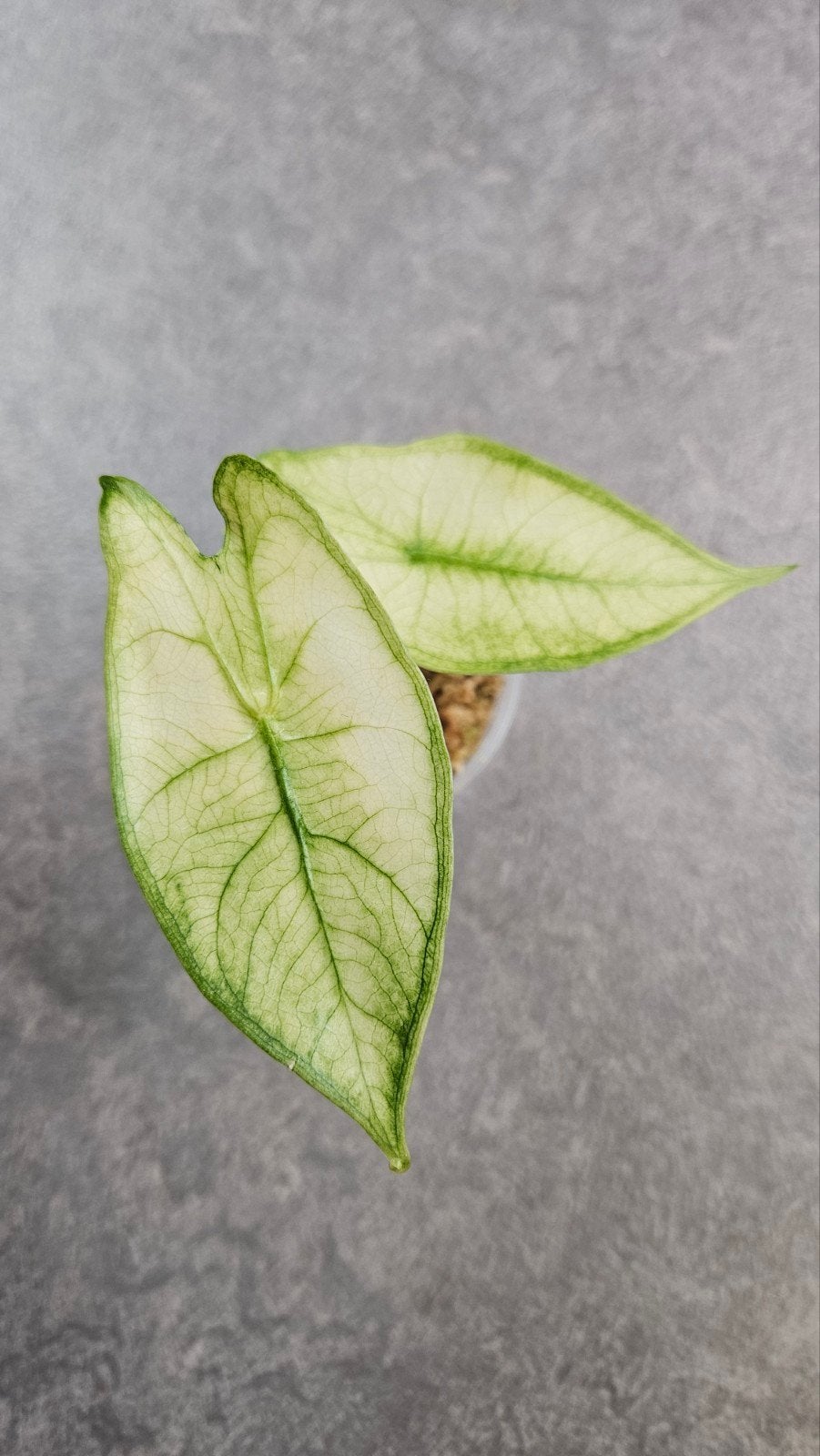Alocasia longiloba Albo Mint Variegata, Ophalen of Verzenden, Halfschaduw, Minder dan 100 cm