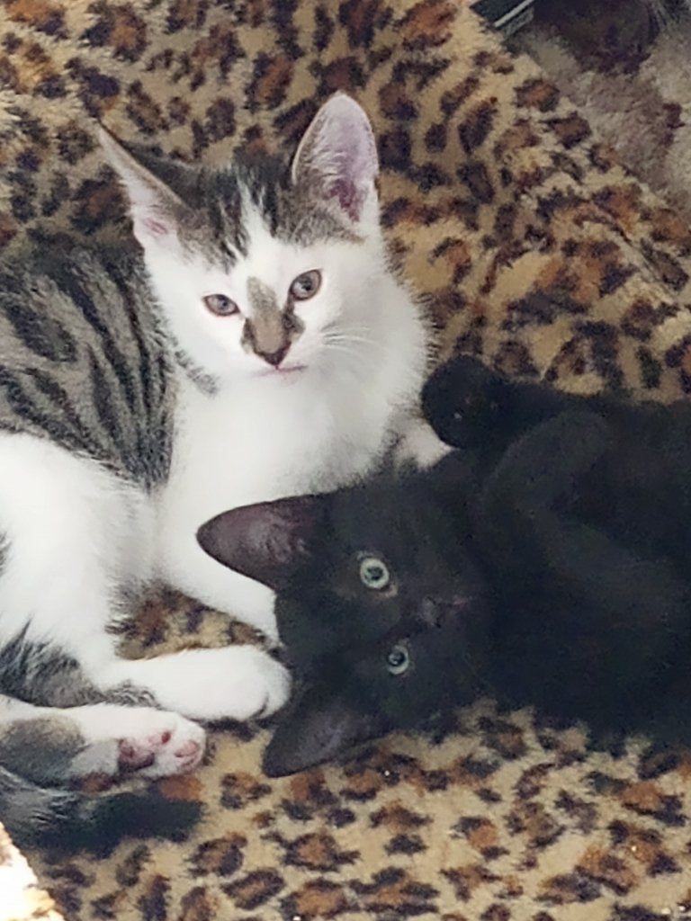 Sociale kittens zwart en cypers zoeken nieuw thuis, Dieren en Toebehoren, Katten en Kittens | Overige Katten, Meerdere dieren