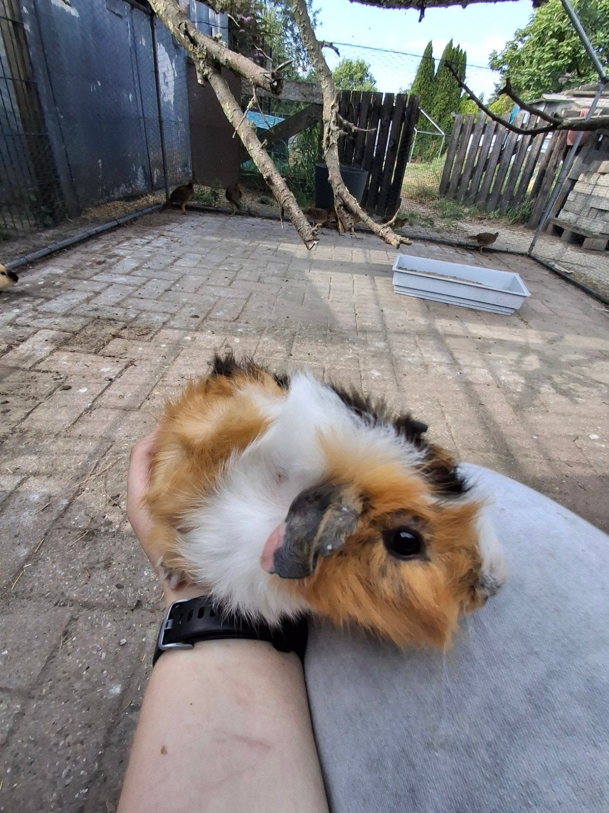 cavia beertje borstelhaar, Dieren en Toebehoren, Cavia, Juni, Mannelijk, Tam