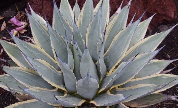 Agave Neomexicana Variegata "Sunspot", Overige soorten, Volle zon, Vaste plant, Ophalen of Verzenden