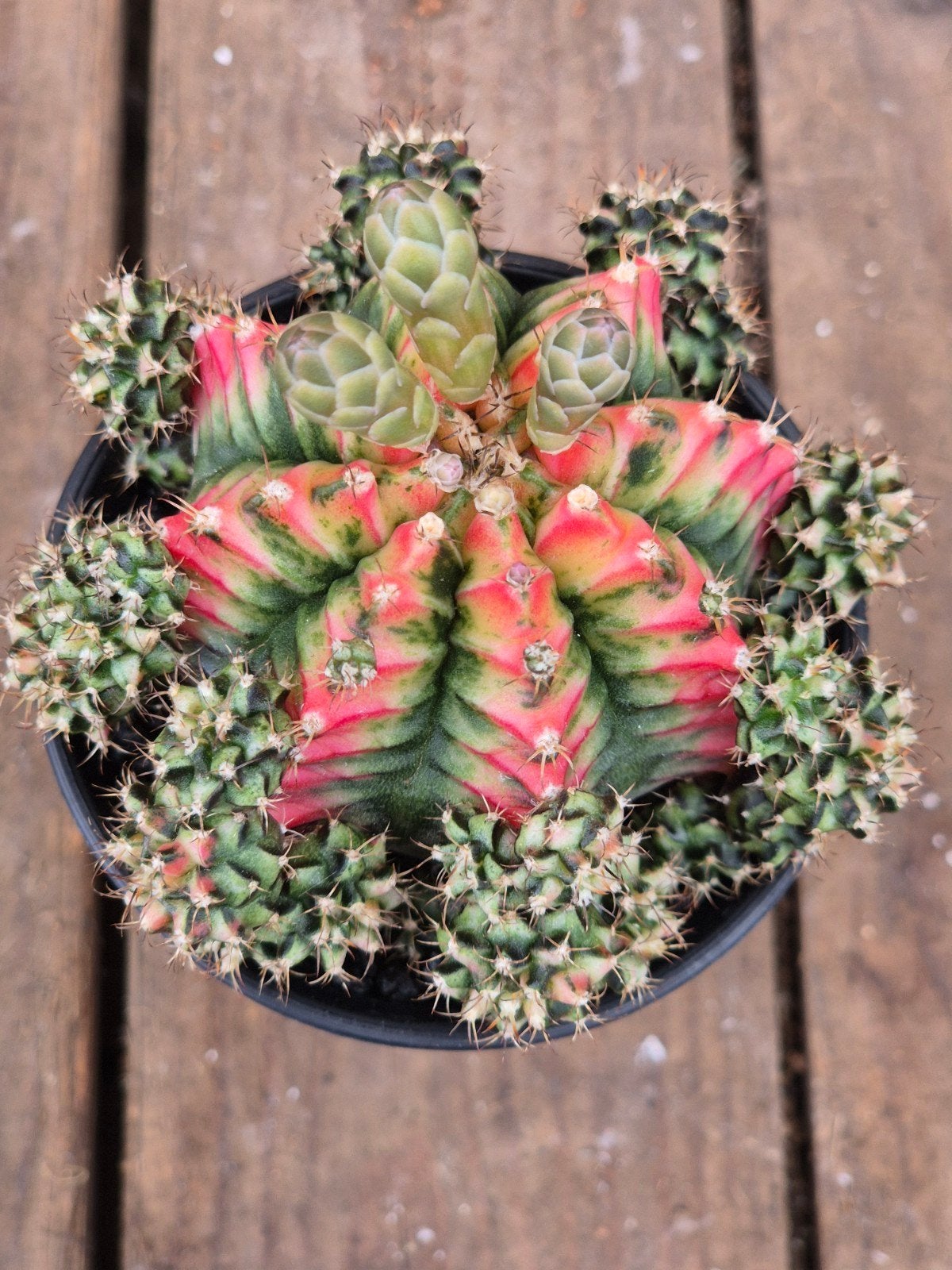 Cactus Gymnocalycium Mihanovichii Japan Multicolor p8 (6), Ophalen of Verzenden, Cactus, Volle zon, Minder dan 100 cm