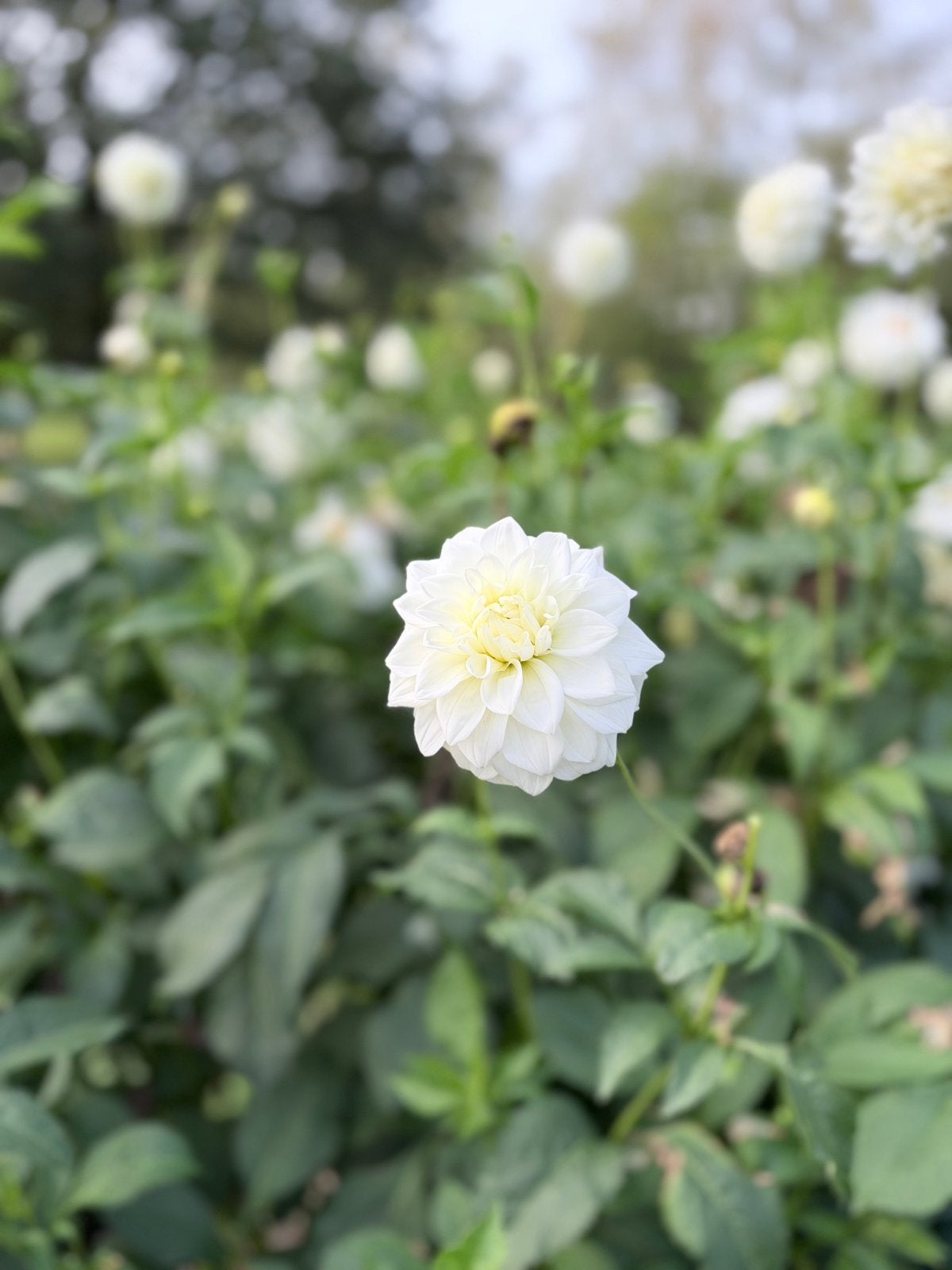 Witte dahlia knollen - Ras onbekend, Tuin en Terras, Ophalen of Verzenden, Voorjaar, Volle zon, Knol