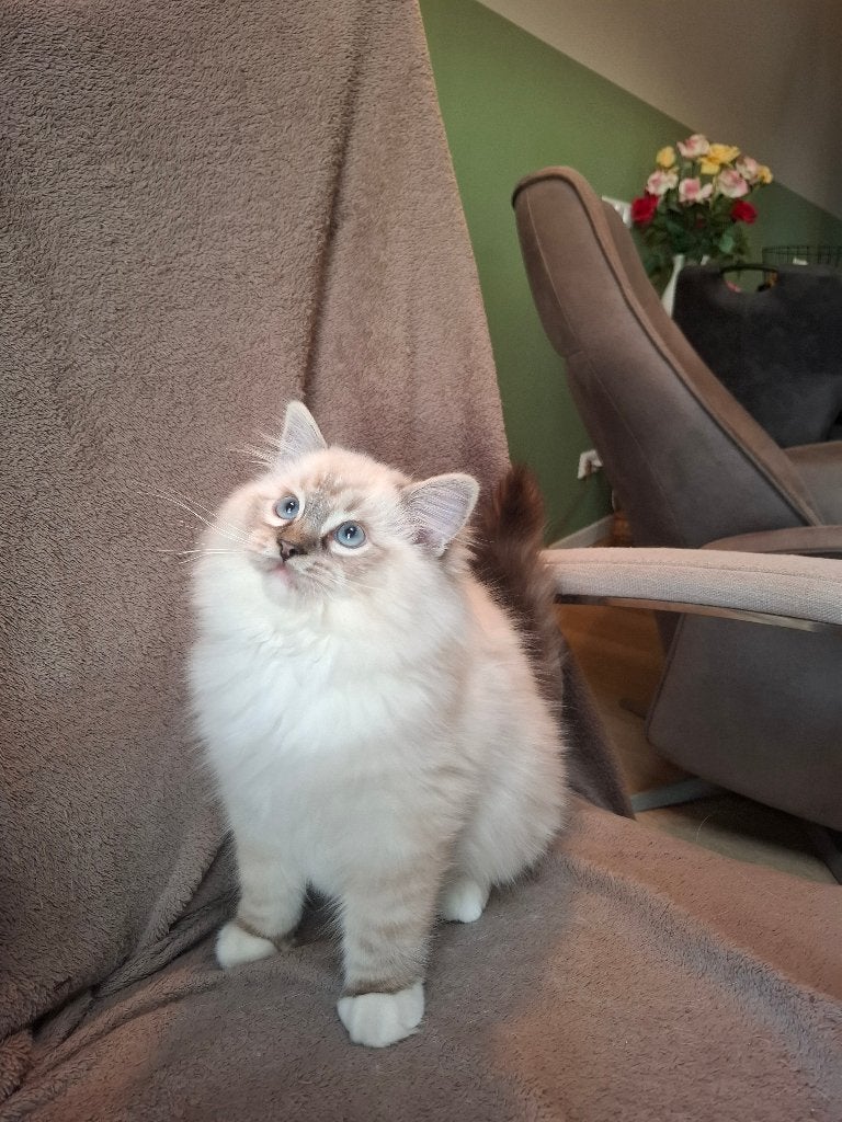 Prachtig Ragdoll katertje met stamboom, Kater, Met stamboom, 0 tot 2 jaar