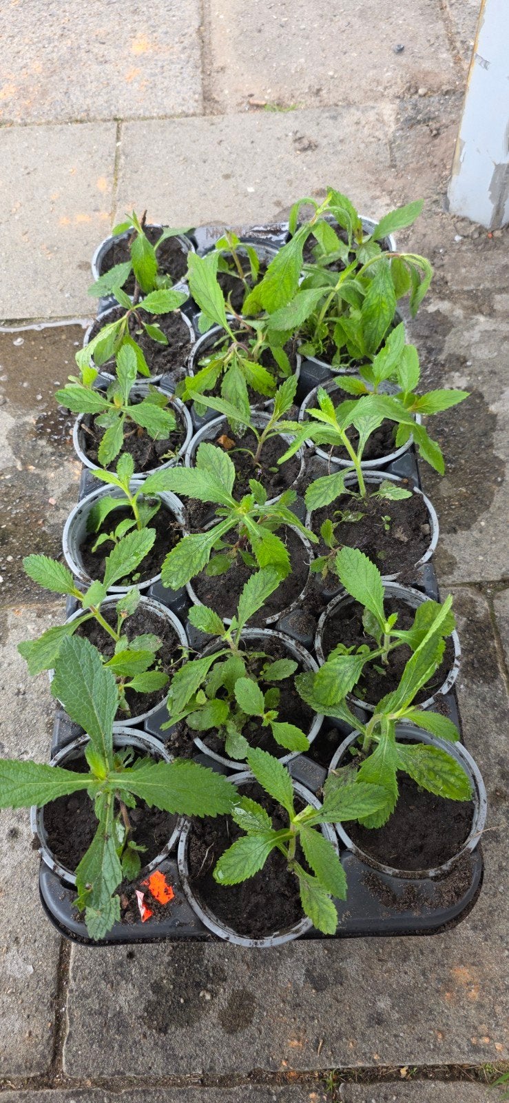 Verbena (ijzerhard) stekjes, Ophalen, Overige soorten, Volle zon