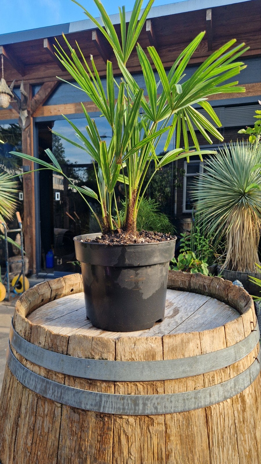Trachycarpus Fortunei Palmboom Dubbelstammig, Tuin en Terras, Volle zon, Vaste plant, Bloeit niet, Ophalen