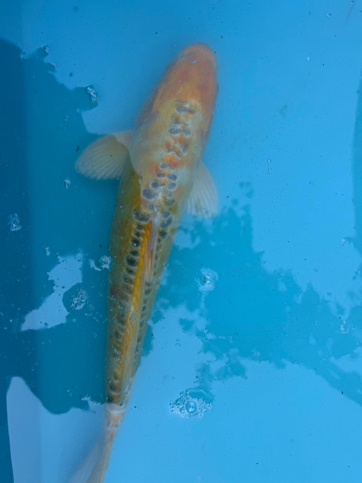 Doitsu Matsuba koi, Dieren en Toebehoren, Vissen | Vijvervissen, Karper of Koi