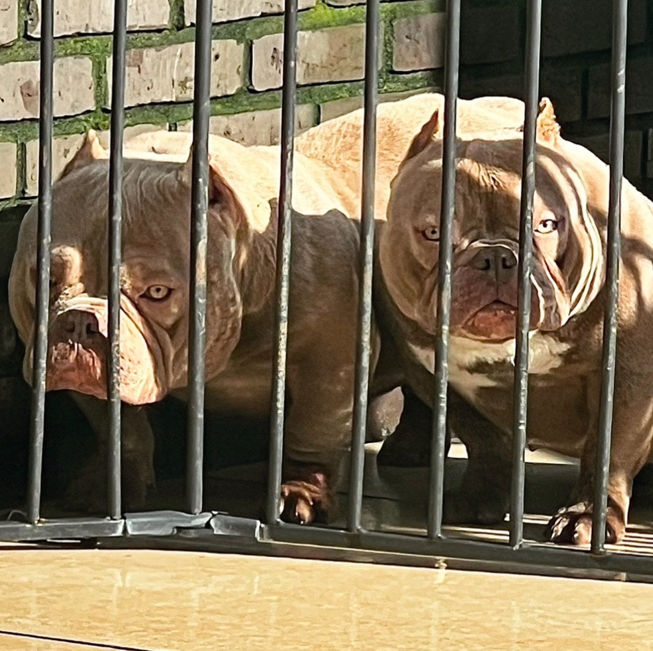 Micro Nano Exotic American Bully, Dieren en Toebehoren, Particulier, Buitenland, Teef, Parvo